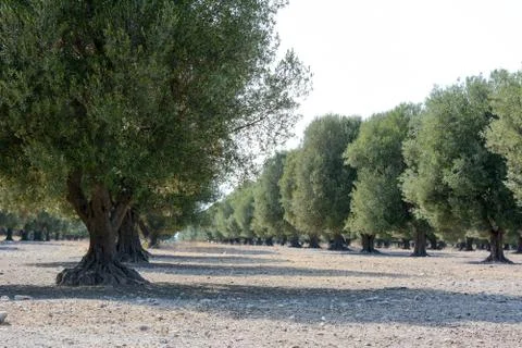 Italian olive tree Stock Photos