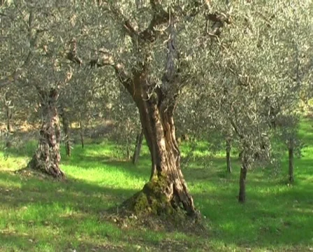 Italian olive trees 스톡 동영상 63106
