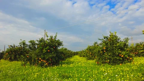 Italian Orange Orchards Stock Footage 146639076