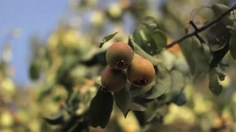 Italian Pears in Wind Stock Footage 42952180