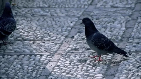 Italian Pigeons Stock Footage 1034829