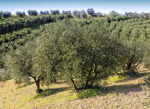 Italian projects using olive trees to produce olive oil Stock-Fotos