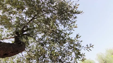 Italian Rotating Tree Foliage Stock Footage 42952175