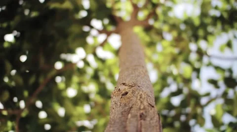 Italian Rotating Tree Trunk Stock Footage 42952241