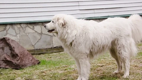Italian shepherd shakes 库存影片 74594584