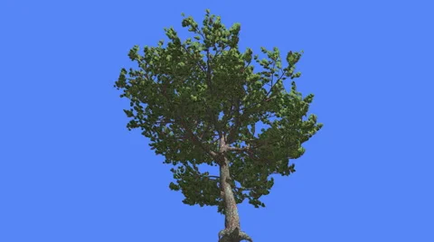 Italian Stone Pine Green Tree in Summer Coniferous Evergreen Tree is Swaying at Stock Footage 60037129