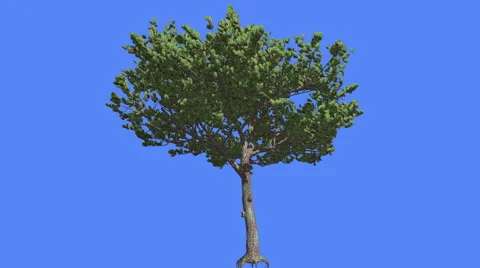 Italian Stone Pine Small Tree Roots Summer Coniferous Evergreen Tree is Swaying Stock Footage 60038048