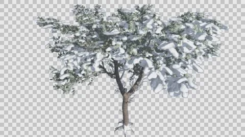 Italian Stone Pine Thin Tree in Winter Snow Coniferous Evergreen Tree is Stock Footage 60041948