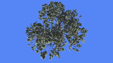 Italian Stone Pine Top Down Winter Coniferous Evergreen Tree is Swaying at The Stock Footage 60047849