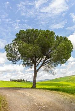 Italian stone pine tree and cypresses at a dirt road near Pienza Foto stock