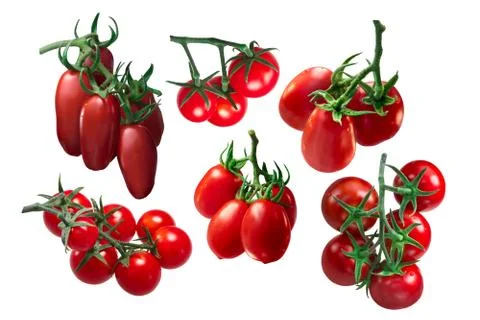 Italian tomatoes in clusters, paths Stock Photos