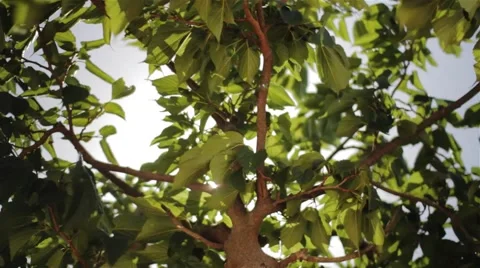 Italian Tree with Sun Shining Through Stock Footage 42952304