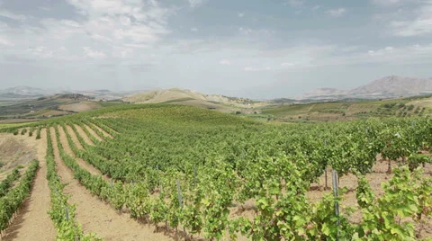 Italian vineyard Stock Footage 37157913