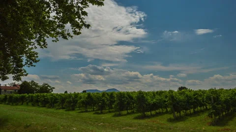 Italian vineyard Stock Footage 40392424