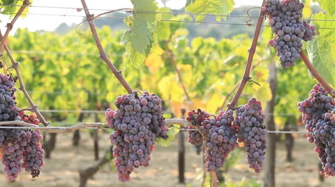 Italian vineyard grappe plantation dolly right Stock Footage