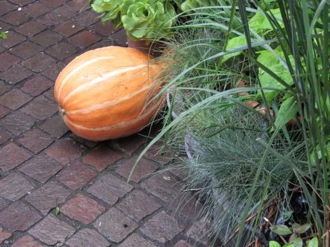 Italian violina pumpkin Stock Photos