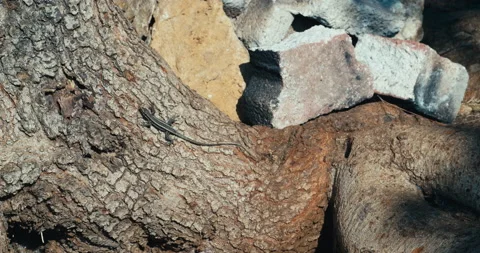 Italian wall lizard climbs a tree, podarcis siculus 스톡 동영상 143361585