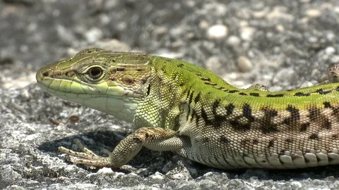 Italian wall lizard Stock Footage 79037546
