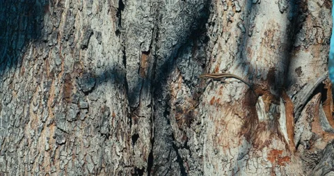 Italian wall lizard jumping on tree, podarcis siculus 動画素材 143358510