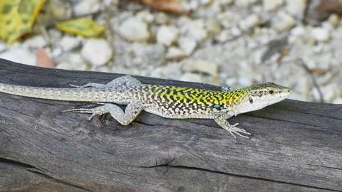 Italian wall lizard Stock Photos
