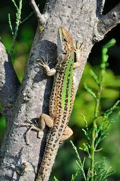 Italian Wall Lizard Stock Photos