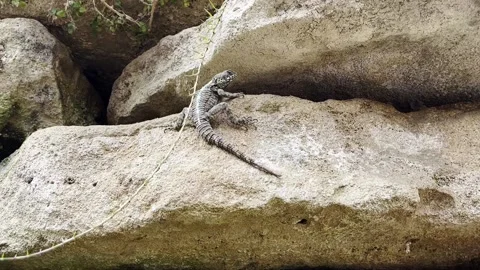 Italian wall lizard Podarcis siculus beautiful male with striped Stock Footage 220612085