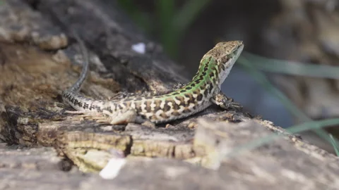 Italian wall lizard (Podarcis siculus) scratching against parasites Stock Footage 278734936
