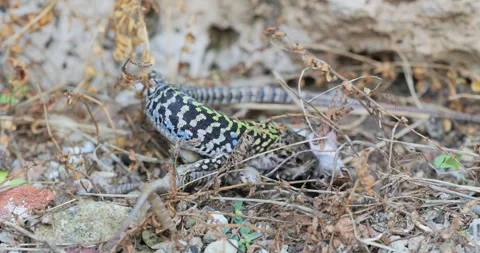 Italian wall lizard (Podarcis siculus) males fight Video stock 298989450