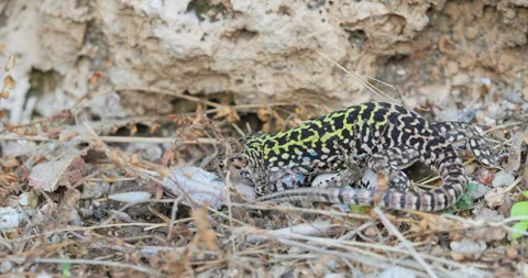 Italian wall lizard (Podarcis siculus) males fighting, the loser gets away Stock Footage 298990288