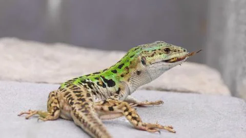Italian wall lizard (Podarcis siculus) male eating a cricket Stock Photos
