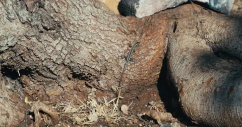 Italian wall lizard walking on tree root, podarcis siculus Video stock 143356233