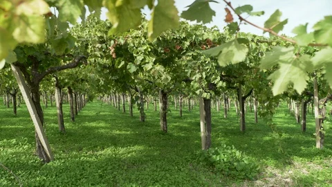 Italy 002 Rows of Trees in a Vineyard in Sicily Stock Footage 129465345