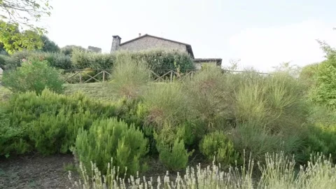 Italy - 03 20 2025: Rustic Mediterranean hillside garden with lavender and tradi Stock Footage 324498065