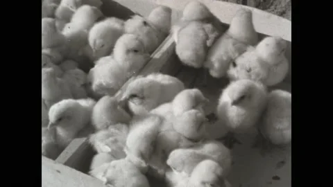 Italy 1963, Breeding chicks Stock Footage 201691004