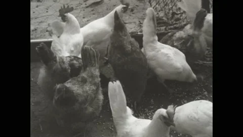 Italy 1963, Hens on the ground Stock Footage 201701707