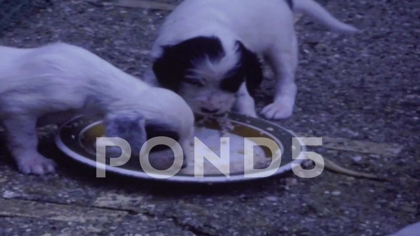 Italy 1964, Dog puppy eating