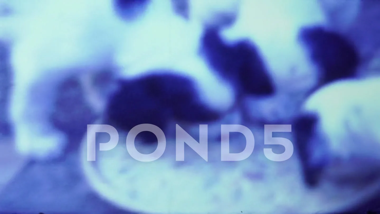 Italy 1964, Dog puppy eating in