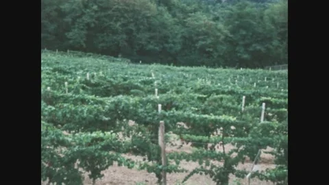 Italy 1968, Vineyard Stock-Footage 170451730