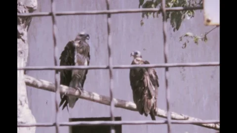 Italy 1970s, View of booted eagle in zoo in Rome Stock Footage 296888653