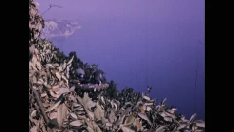 Italy 1973, Doves Stock Footage 219468687