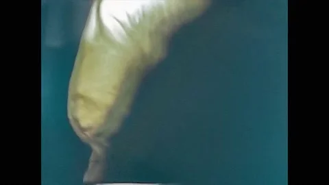 ITALY 1974: Chef is preparing the dinner 2 Stock Footage 133246028