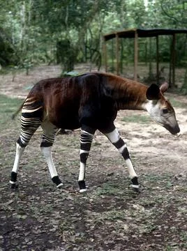 Italy Animals Okapi Congo - Jun 2006 Stock Photos