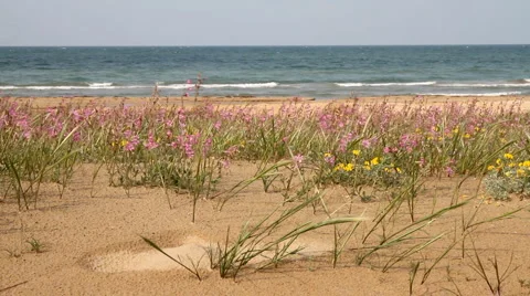 Italy - Beach Flowers 動画素材 5297461