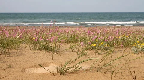 Italy - Beach Flowers Видео 5297475