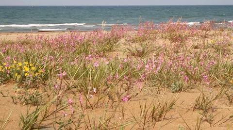 Italy - Beach Flowers Stock Footage 5297481