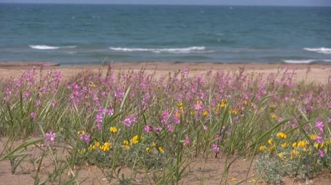 Italy - Beach Flowers Stock-Footage 8564372