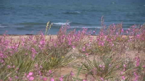 Italy - Beach Flowers Stock Footage 8564441