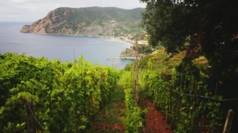 Italy CinqueTerre Grape vines Stock Footage 62053398