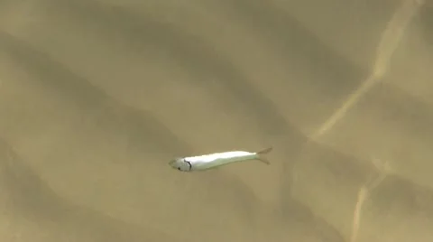 Italy - dead fish Vidéo 11678948