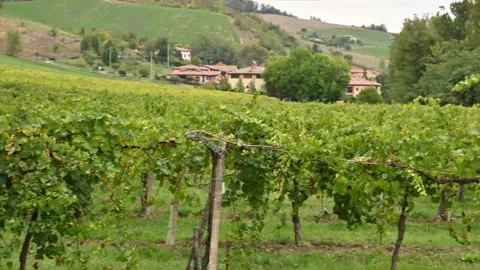 Italy Emilia Romagna landscape with vine farm and village houses. Green vines Video stock 166177258